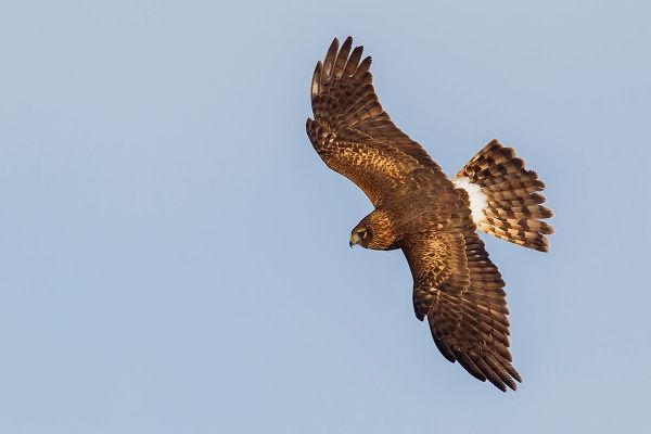 Northern Harrier-hunting
